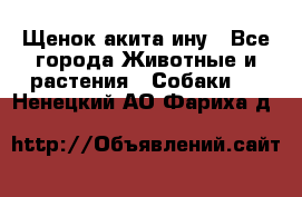 Щенок акита ину - Все города Животные и растения » Собаки   . Ненецкий АО,Фариха д.